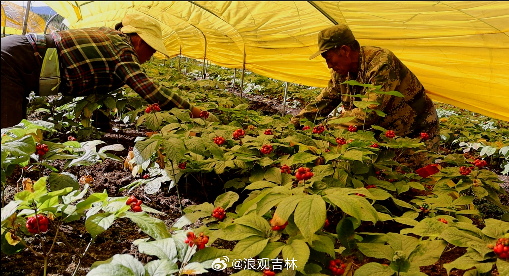 吉林重塑人参产业生态，整治问题人参，保障民众健康