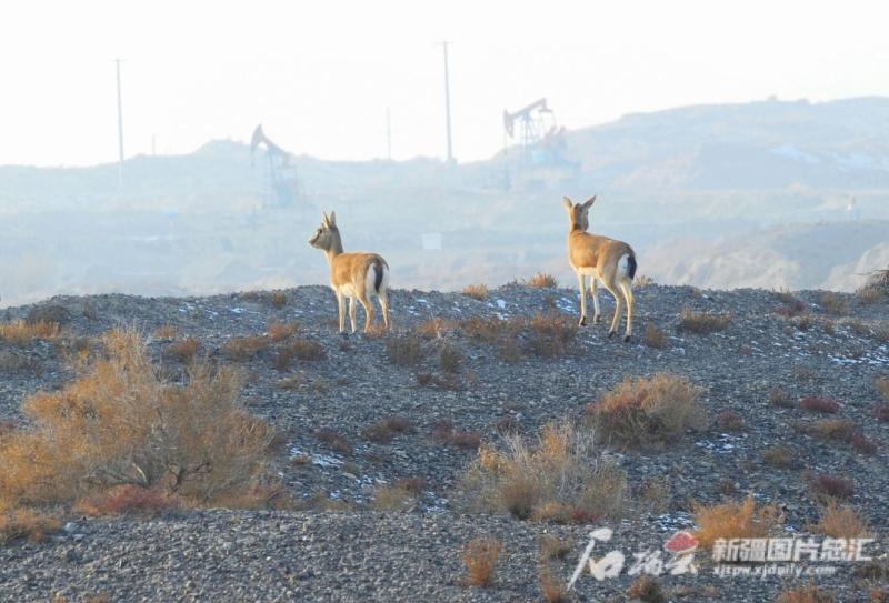 消费领域的绿色转型，探索与实践之路