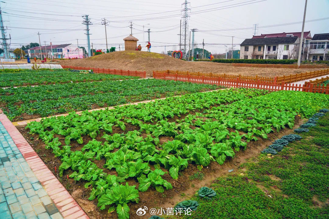 共享菜园经营主揭秘，百块菜地年年爆满的成功秘诀