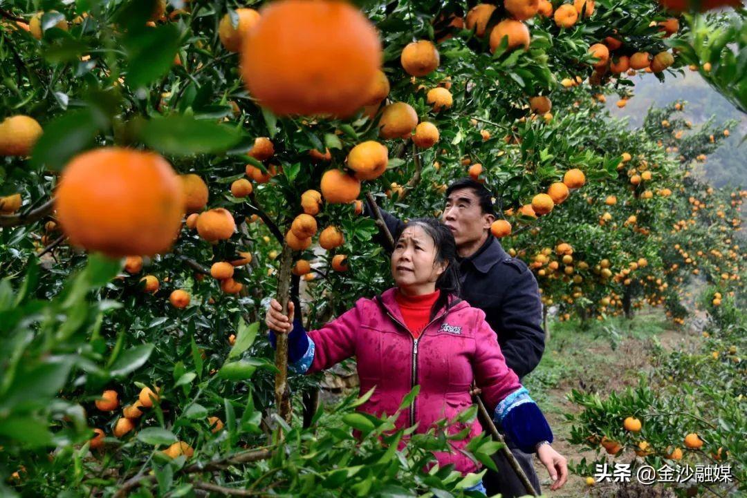 电商企业绿色发展，趋势与挑战分析